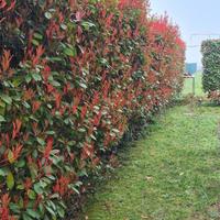 Giardiniere  Jesolo e Venezia