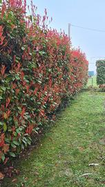 Giardiniere  Jesolo e Venezia