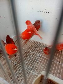 Canarini a fattore rosso