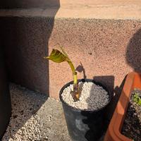 Piante di banana red ever resistente al gelo