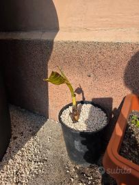 Piante di banana red ever resistente al gelo