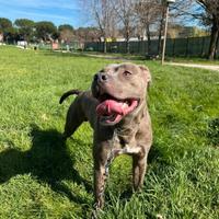 Monta pitbull blue nose