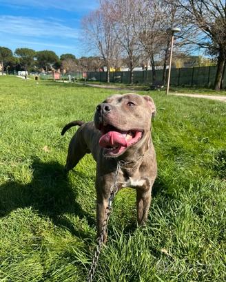 Monta pitbull blue nose