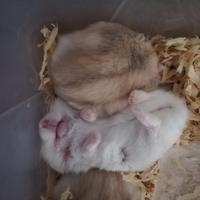 Criceti russi - razza argente