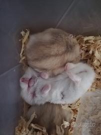 Criceti russi - razza argente