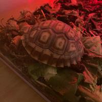 Tartaruga di terra sulcata