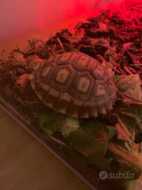 Tartaruga di terra sulcata