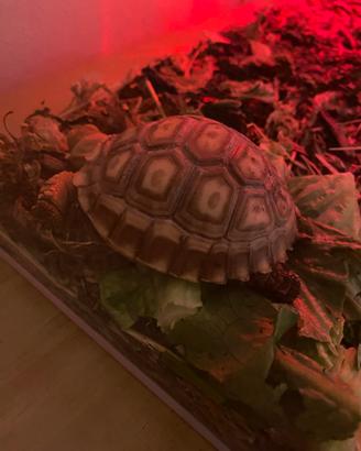 Tartaruga di terra sulcata