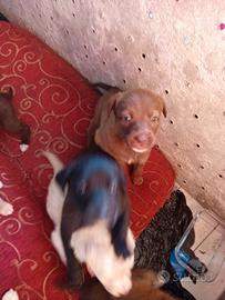 Cuccioli incrocio labrador nuovo amore
