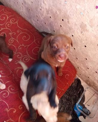 Cuccioli incrocio labrador nuovo amore