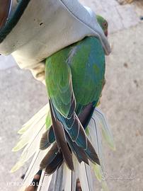 Parrocchetto dal collare cleartail/pallid