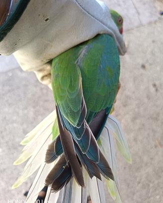 Parrocchetto dal collare cleartail/pallid