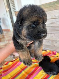 Cuccioli Pastore Tedesco