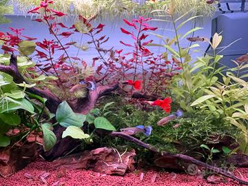 Guppy acquario pesci