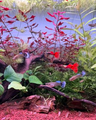 Guppy acquario pesci