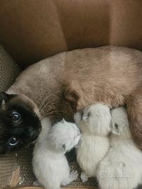 Gattini siamese