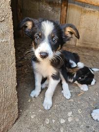 cuccioli border collie