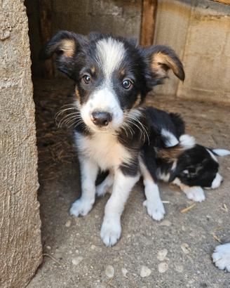 cuccioli border collie