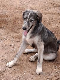 Cane meticcio abbandonato