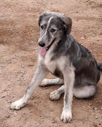 Cane meticcio abbandonato