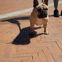 Bulldog francese (per monta)