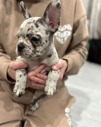 Cuccioli bulldog francesi Merle Maschi
