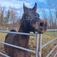 Cavallo arabo purosangue