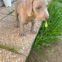 Cuccioli di Weimaraner