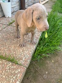 Cuccioli di Weimaraner