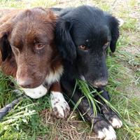 Due incroci border collie in adozione