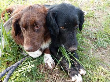 Due incroci border collie in adozione