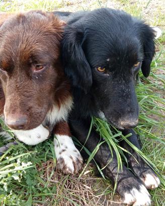 Due incroci border collie in adozione