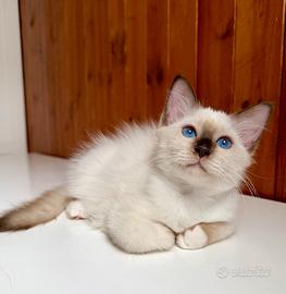 Gattino di sacro di Birmania