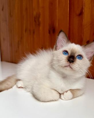 Gattino di sacro di Birmania
