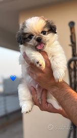 Cuccioli pechinese