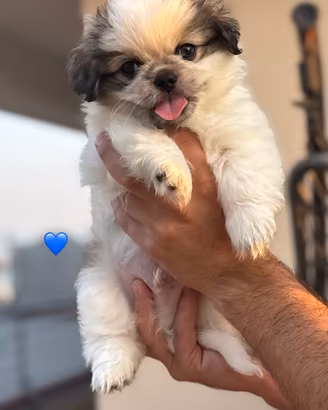 Cuccioli pechinese