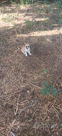 Chihuahua