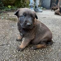 Cuccioli Pastore belga malinois