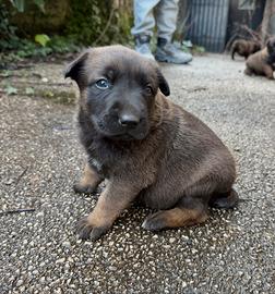 Cuccioli Pastore belga malinois