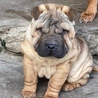 Cucciola shar pei affido rimborso spese