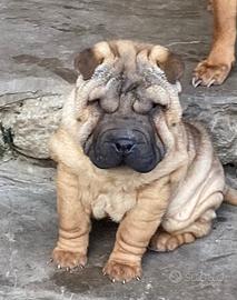 Cucciola shar pei affido rimborso spese