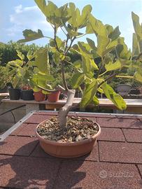 Prebonsai di fico