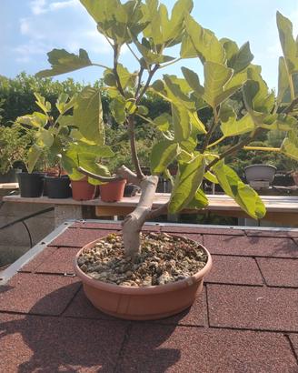 Prebonsai di fico