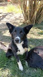 Joke border collie di un anno con pedigree