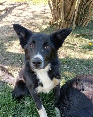 Joke border collie di un anno con pedigree