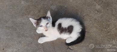 Gattini dolcissimi