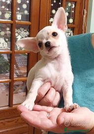 Chihuahua