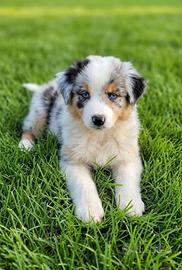 Australian shephard