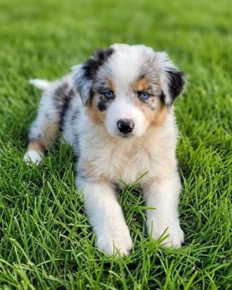 Australian shephard