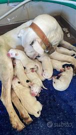 Cuccioli Dogo argentino X pastore Caucaso